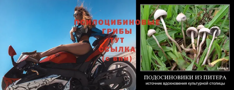 Псилоцибиновые грибы Psilocybe  как найти   Буйнакск 